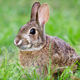Illustration for article titled Teacher Murders a Live Rabbit in Front of Students Because, Learning